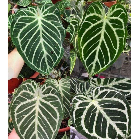 Anthurium Crystallinum