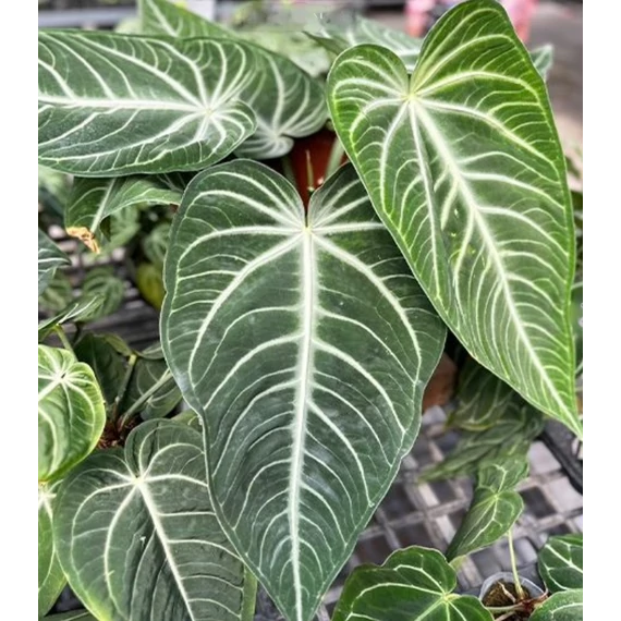 Anthurium villenaorum