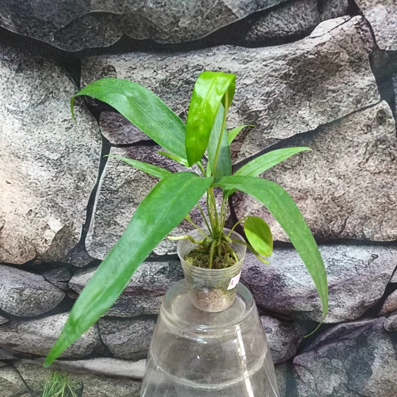 Anthurium type pendens JA