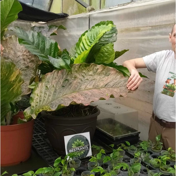 Anthurium hybrid (variegata)