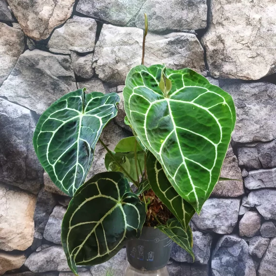 Anthurium Crystallinum, esztétikai hibás egy egy levele