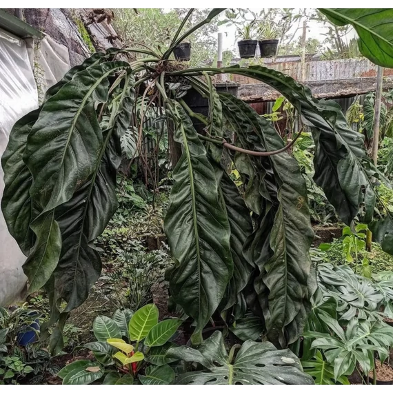 Anthurium 'Big Bill'