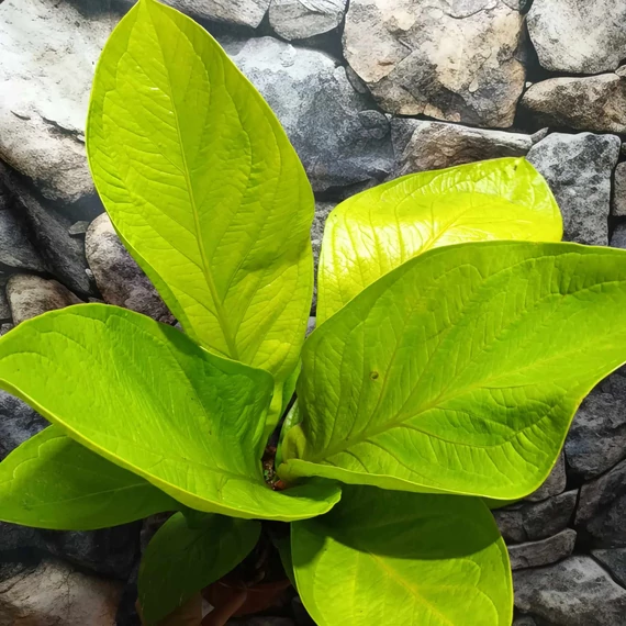 Anthurium jenmanii Gold