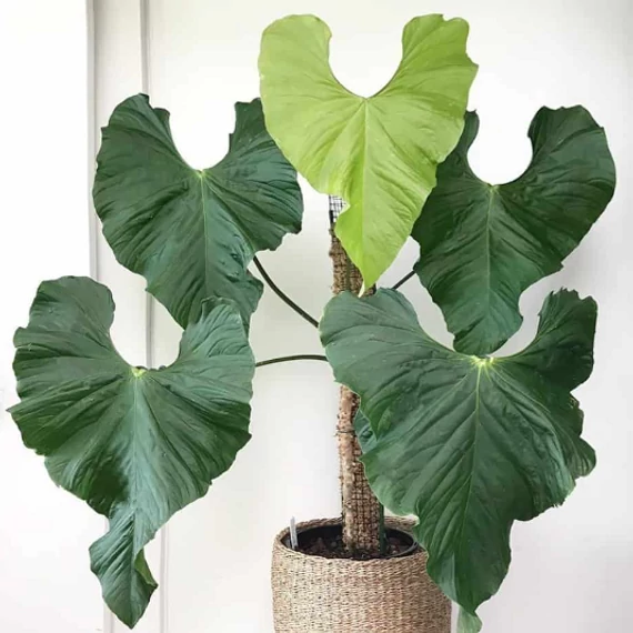 Anthurium balaoanum