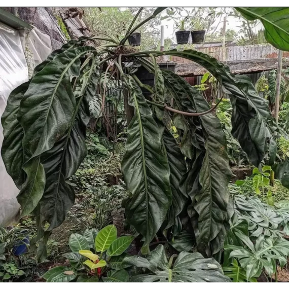 Anthurium 'Big Bill'