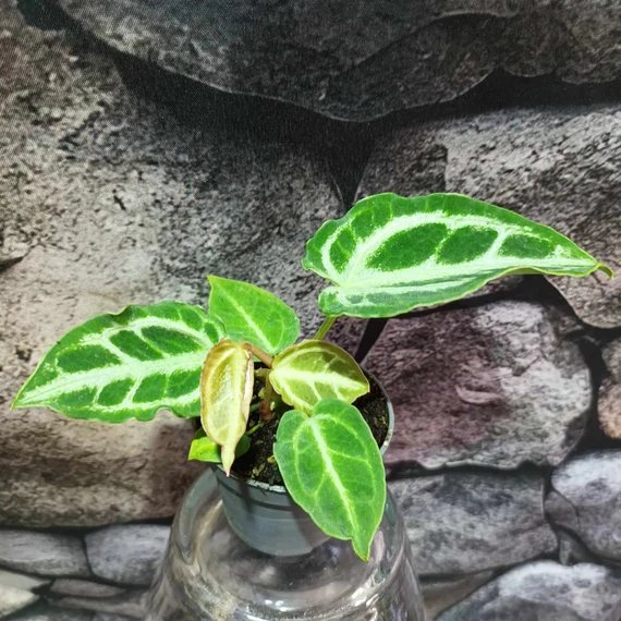 Anthurium 'Crystal Hope'