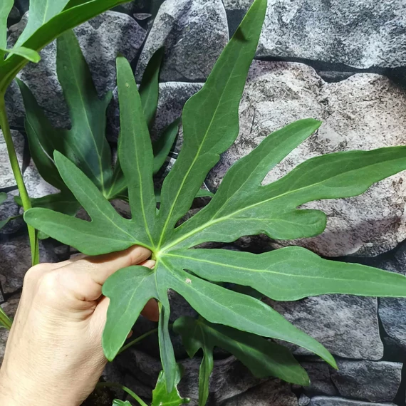 Anthurium podophyllum