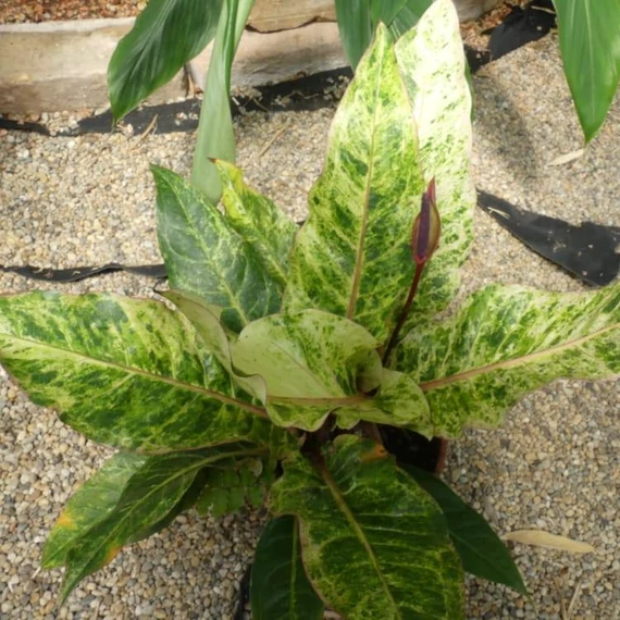 Anthurium hookeri 'Variegata'