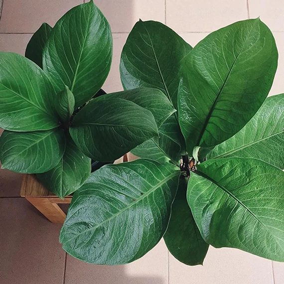 Anthurium Jenmanii