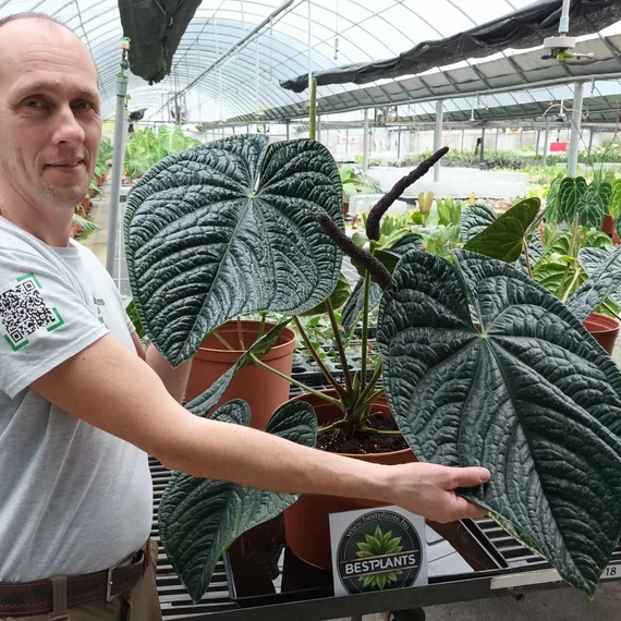 Anthurium Luxurians x Radicans