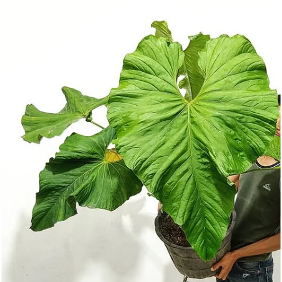 Anthurium balaoanum, egy egy levele esztétikai hibás