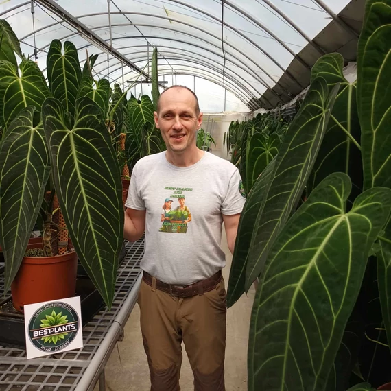 Anthurium warocqueanum