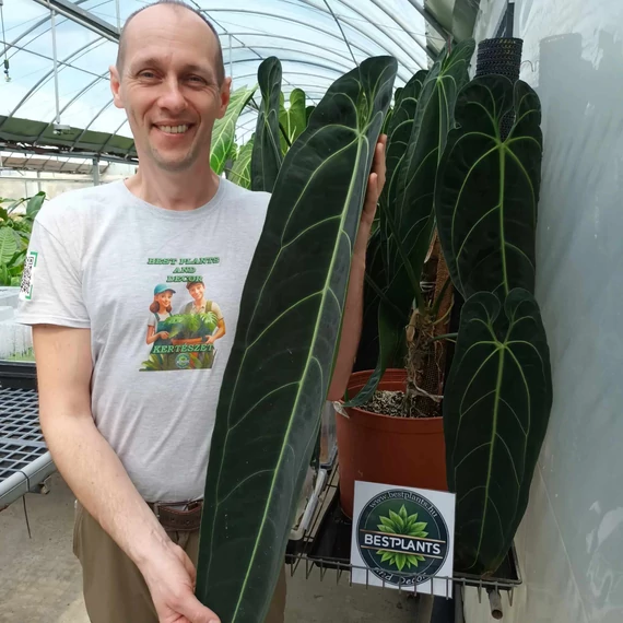 Anthurium warocqueanum