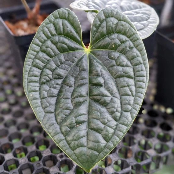 Anthurium luxurians (ezüstös)