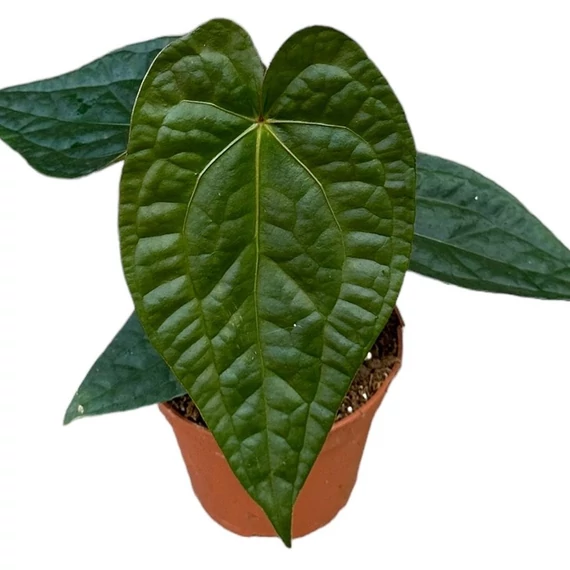 Anthurium magnificum silver x Anthurium Luxurians