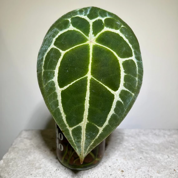 Anthurium Forgetii Silver