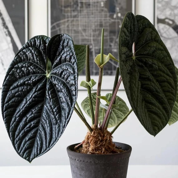 Anthurium crystallinum x Anthurium Luxurians