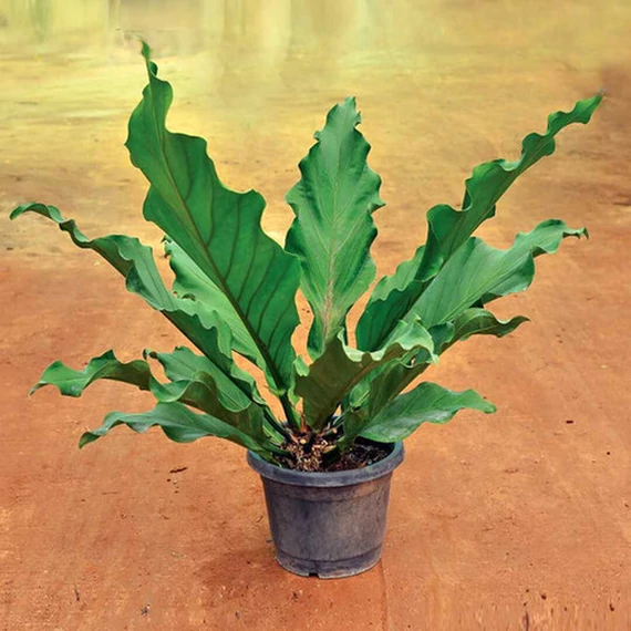 Anthurium hookeri