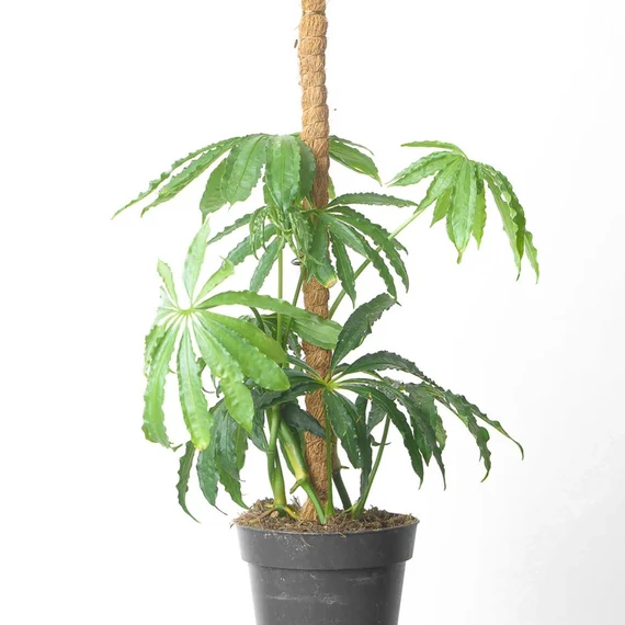 Anthurium polyschistum, több töves