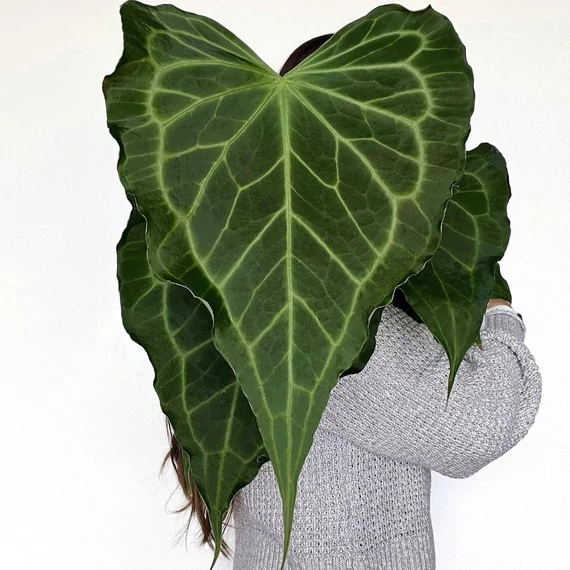 Anthurium 'Delta Force'