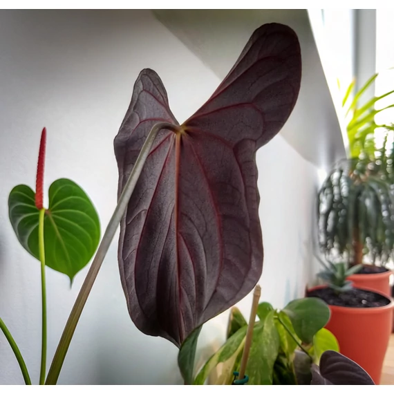 Anthurium 'Papillilaminum x Red Sinus'