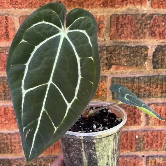 Anthurium carlablackiae