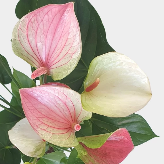 Anthurium 'Fantasy Love'