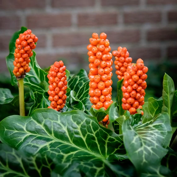 Arum italicum - Olasz kontyvirág