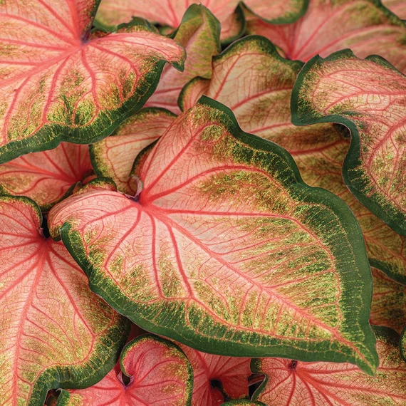 Caladium 'Chinook'