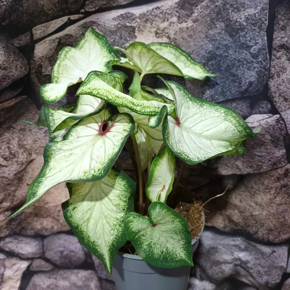Caladium 'White Delight'