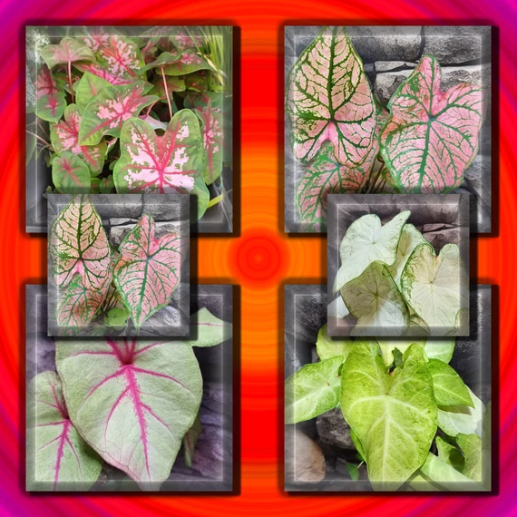 Caladium csomag (6 növény)