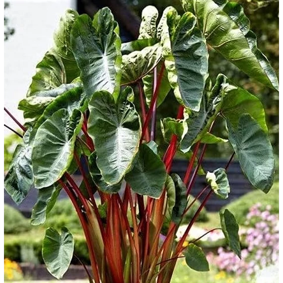 Colocasia esculenta 'Hawaiian Punch'