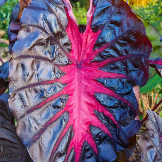 Colocasia 'Redemption'