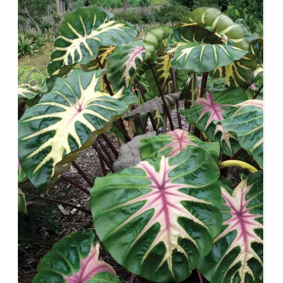 Colocasia 'Madeira Star'