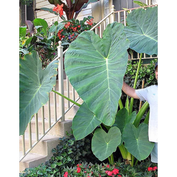Colocasia 'Jack's Giant' 