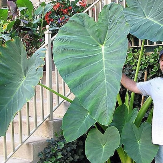 Colocasia 'Jack's Giant'