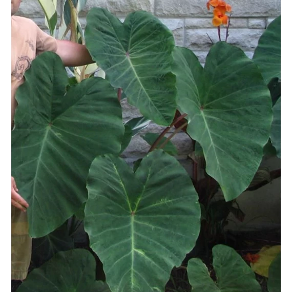Colocasia esculenta 'Pink China'