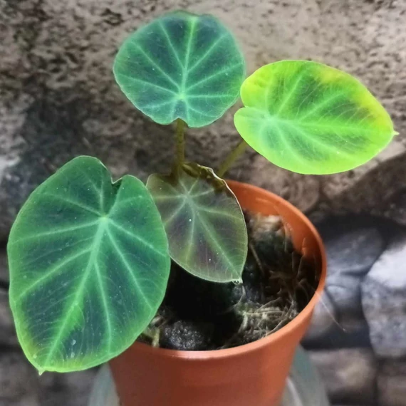 Colocasia affinis var. Jenningsii