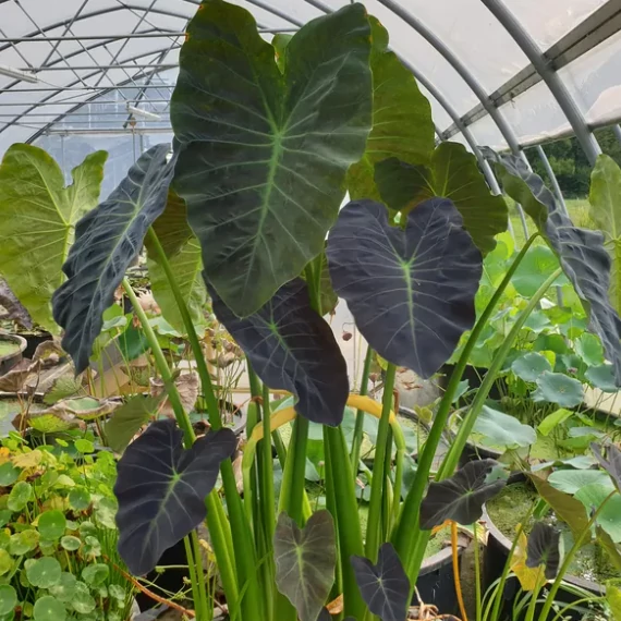 Colocasia Coal Miner 1-3 levéllel