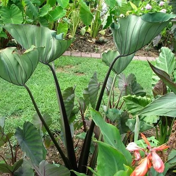 Colocasia esculenta 'Bikini Tini'