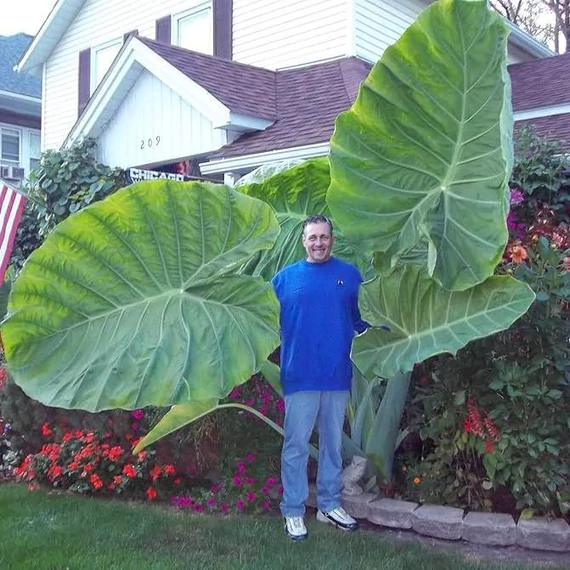 Leucocasia gigantea 'Thai Giant'