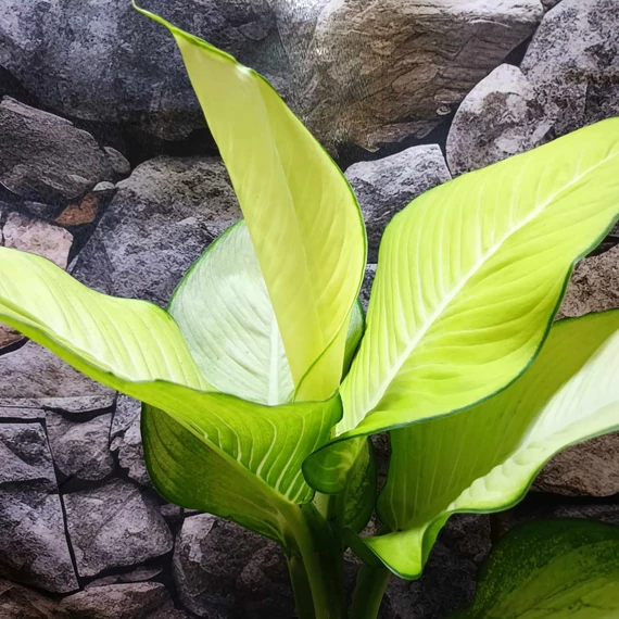 Dieffenbachia 'Tropic Marianne' - buzogányvirág