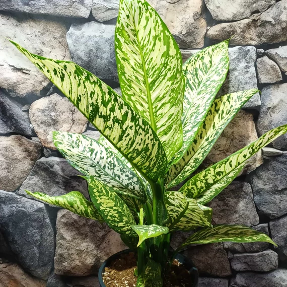 Dieffenbachia 'White Etna' - buzogányvirág