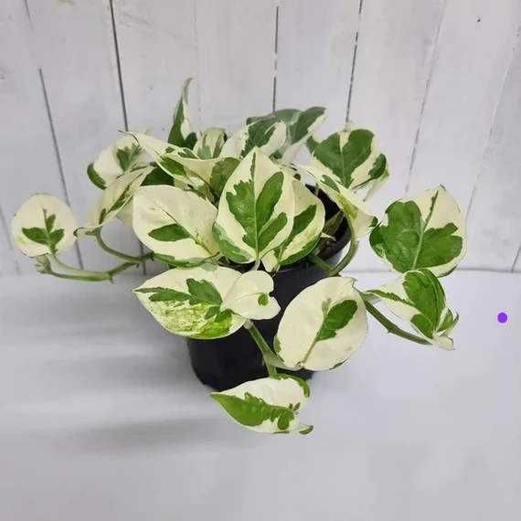 Epipremnum pinnatum 'N'joy'