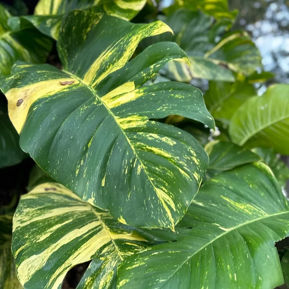 Epipremnum pinnatum 'Aureum'