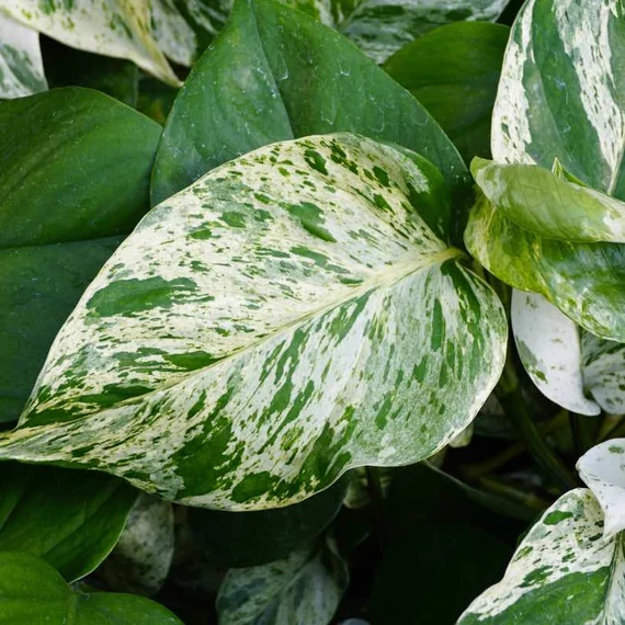 Epipremnum pinnatum 'Marble Queen'