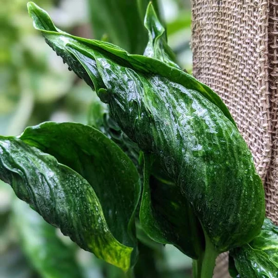 Epipremnum aureum 'Shangri La'