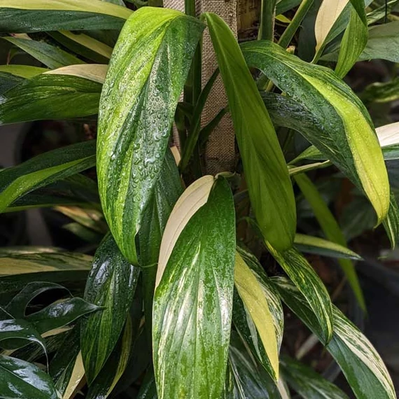 Epipremnum amplissimum 'Variegata'