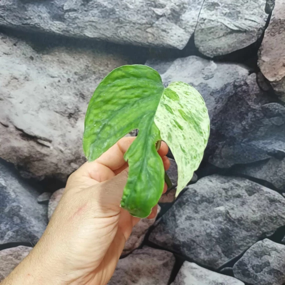 Epipremnum pinnatum 'Marble King' cserép nélküli dugvány