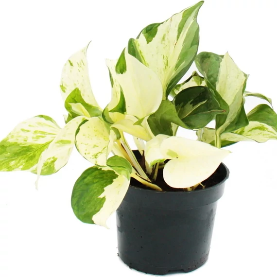 Epipremnum pinnatum 'Happy Leaf' levél nélküli dugvány